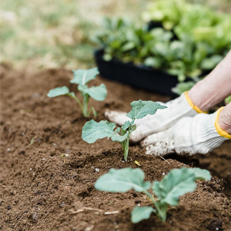 hands wearing gardening gloves planting plants into the ground