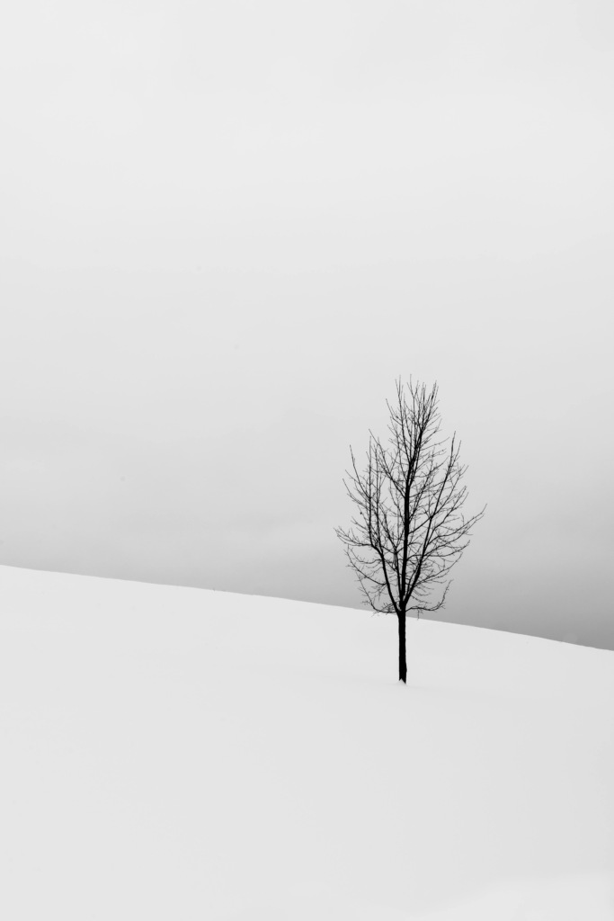 winter scene with a single tree, bare of leaves, on a snowy hillside