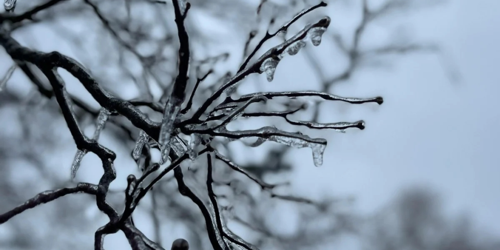 A close up view of a tree branch covered in ice