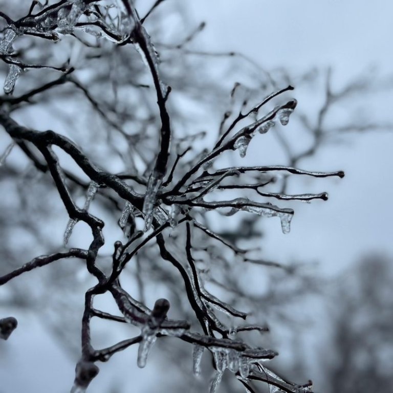 winter scene of single tree branch covered with ice