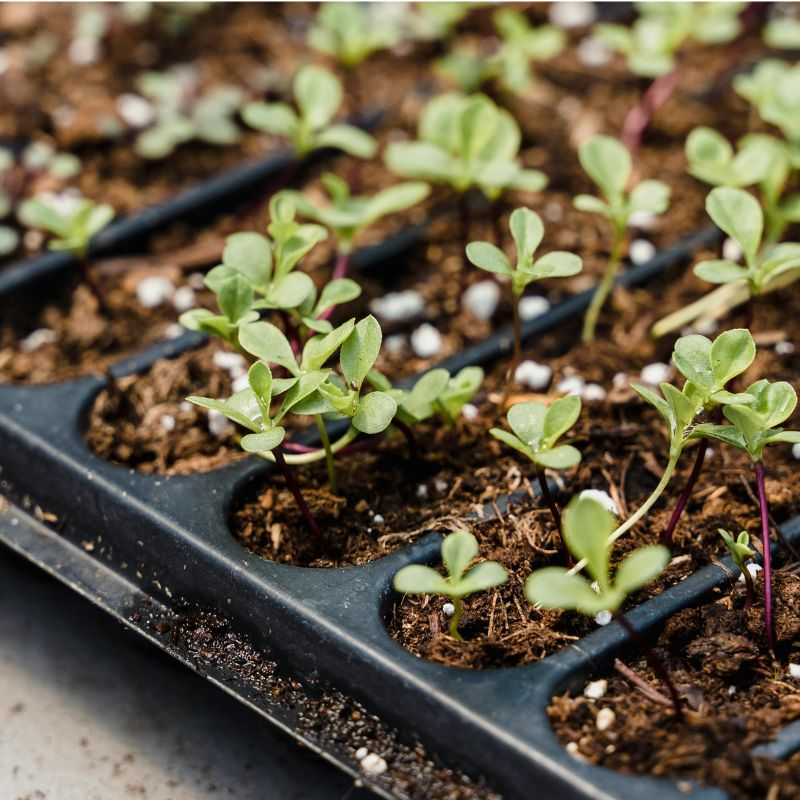 A tray of soil and new seedling sprouts.
