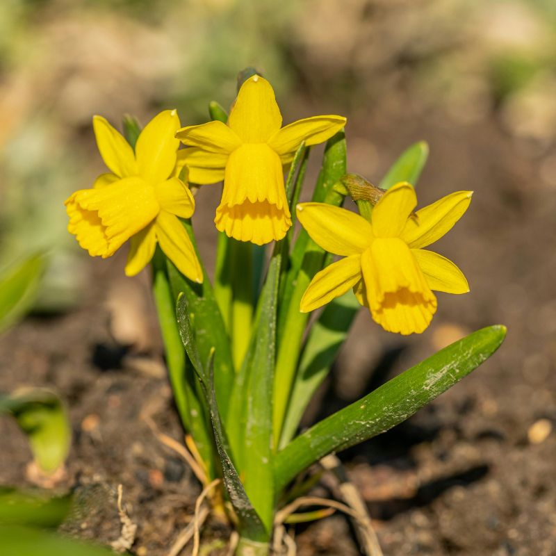 3 yellow Easter flowers growing from the ground.
